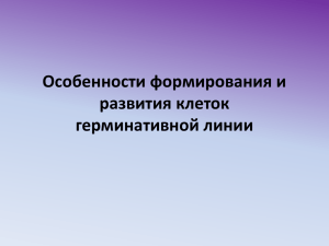 Особенности формирования и развития клеток герминативной линии