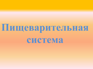 Пищеварительная система