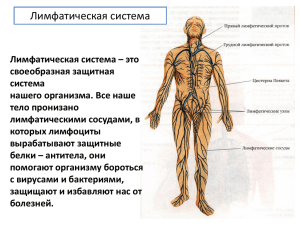 Лимфатическая система