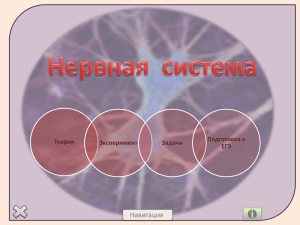 нервная система Воронина О.В