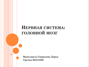 головной мозг Выполнила Гаврилова Дарья Группа ББ12-03Б