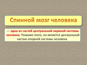 — . Помимо этого, он является центральной частью опорной системы человека.