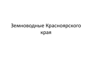 Земноводные Красноярского края