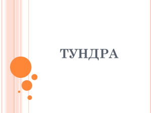 Тундра 2