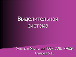 Выделительная система Учитель биологии ГБОУ СОШ №629 Агапова У.В.