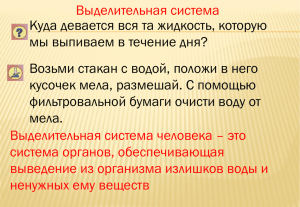 Выделительная система Куда девается вся та жидкость, которую