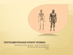 ОПОРНО-ДВИГАТЕЛЬНЫЙ АППАРАТ ЧЕЛОВЕКА. Презентация учителя биологии – Елены Леонидовны Кот 2011.