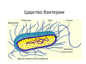 Царство бактерии