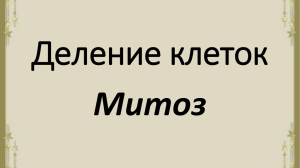 Деление клеток Митоз