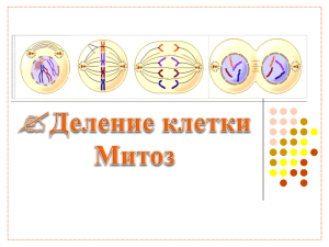 Деление клетки — Митоз