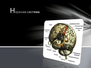 Нервная системаЕрмаков Павел