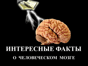 ИНТЕРЕСНЫЕ ФАКТЫ О  ЧЕЛОВЕЧЕСКОМ  МОЗГЕ