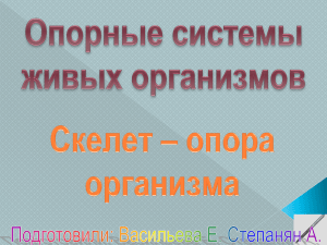 Скелет - PPt4WEB.ru