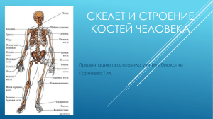 СКЕЛЕТ (skeletos – высохший)