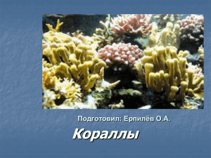 Презентация Кораллы