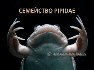 Семейство Pipidae