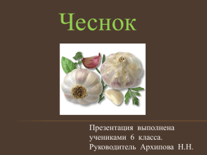 Чеснок Презентация  выполнена учениками  6  класса.