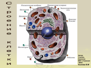 строение клетки