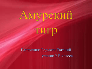 Амурский тигр