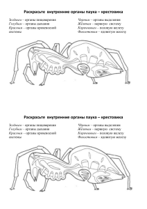 Внутреннее строение паука