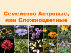 Семейство Сложноцветные