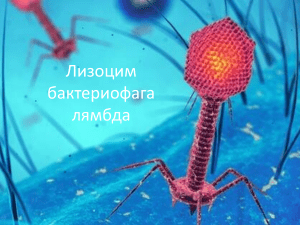 Лизоцим фага лямбда