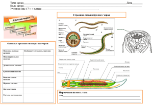 рабочий лист круглые , кольчатые черви
