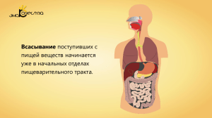 31. Всасывание питательных веществ в кровь