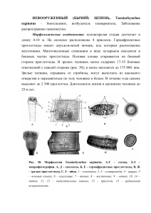 бычий цепень