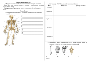 ЛР внешнее строение костей