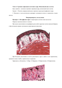 Цитология (4 занятие) (1)