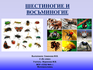 шестиногие и восьминогие