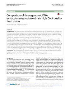 Выделение ДНК у кукурузы - лучший способ