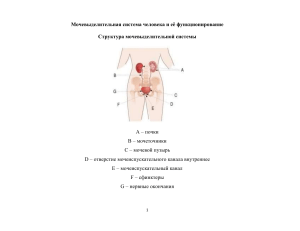 Мочевыделительная система человека и её функционирование