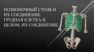 Нормальная клиническая анатомия.Позвоночный столб.Грудная клетка