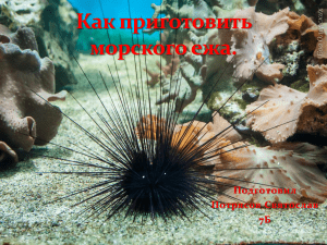 Как приготовить морского ежа