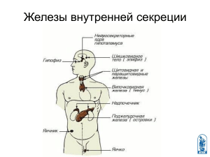 Эндокринная система