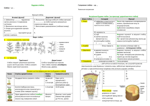  Будова стебла  docx