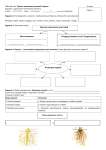 Органы цветковых растений. Корень.