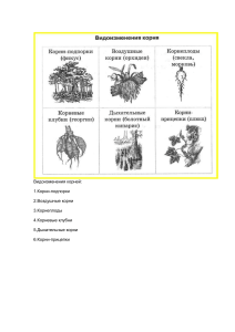 Видоизменения корней
