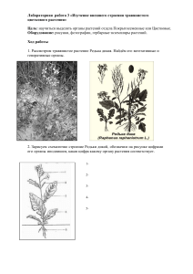 Лабораторная работа 3 Изучение внешнего строения травянистого цветкового