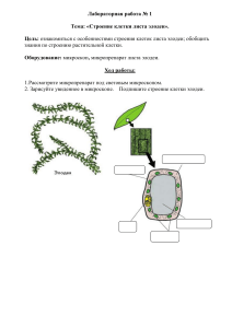 Лабораторная работа 1  «Строение клетки листа элодеи»