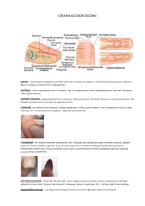 СТРОЕНИЕ НОГТЕВОЙ ПЛАСТИНЫ