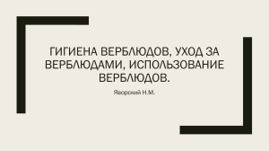 Гигиена верблюдов, уход за верблюдами, использование