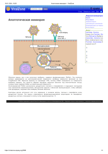 Апоптозная мимикрия   ViralZone