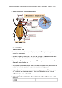 Внешнее сроение насекомых на примере майского жука