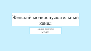 женский мочеиспускательный канал топографическая анатомия 