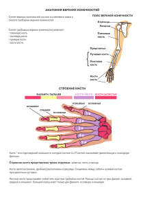 АНАТОМИЯ ВЕРХНИХ КОНЕЧНОСТЕЙ