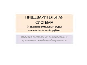 пищевар1наддиафр