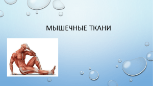 Мышечные ткани